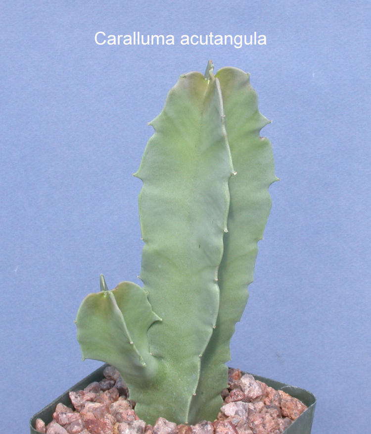 Caralluma Acutangula